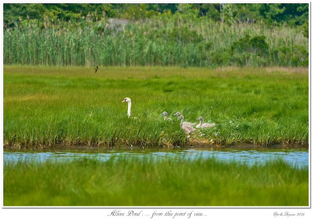 Allend Pond : ... from this point of view...