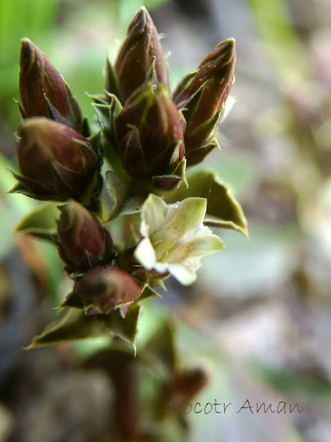 Gentiana zollingerii