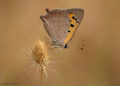 Lycaena phlaeas