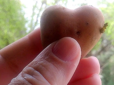 potato heart photo