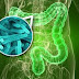 Manejo da microbiota intestinal pode personalizar medicina