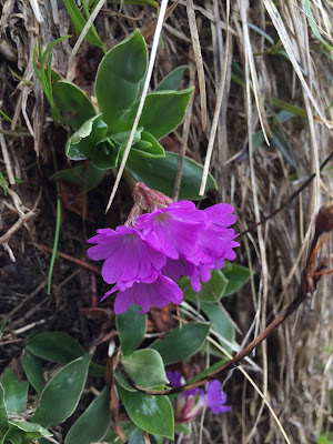 [Primulaceae] Primula glaucescens