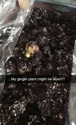 A snapchat closeup of potting soil in a rectangular pot, with a rounded nubbin of something green just poking through the surface. Plastic wrap shows at either edge of the photo. The caption reads, "My ginger plant might be alive?!?"