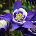 Columbine Flowers in Garden