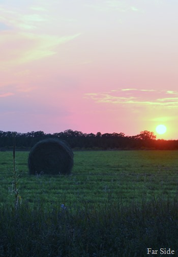 Hay field at sunset