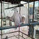 View album