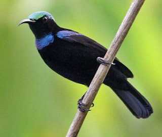 Burung Madu Hitam endemik Indonesia