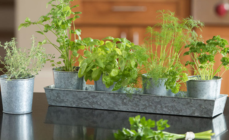 How to Grow Your Own Herbs Indoors