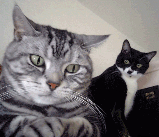 catmocking