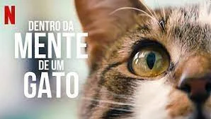 Dentro da Mente Dos Gatos documentário Netflix comunicatbr comunicatoficial comunicat blog comunicat blog comunicat.pet @comunicatbr gatos comportamento felino