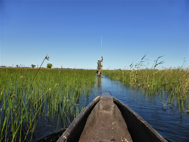 Mokoro en el Delta del Okawango