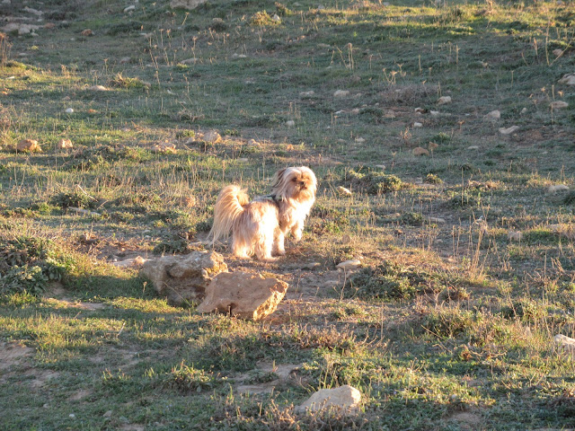 auf der Halbinsel Punta de n'Amer auf Mallorca fühlte sich auch unser Hund Bronco wohl