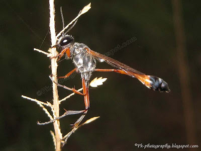 Thread-waisted Wasps