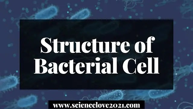 Structure of Bacterial Cell