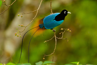 bird of paradise