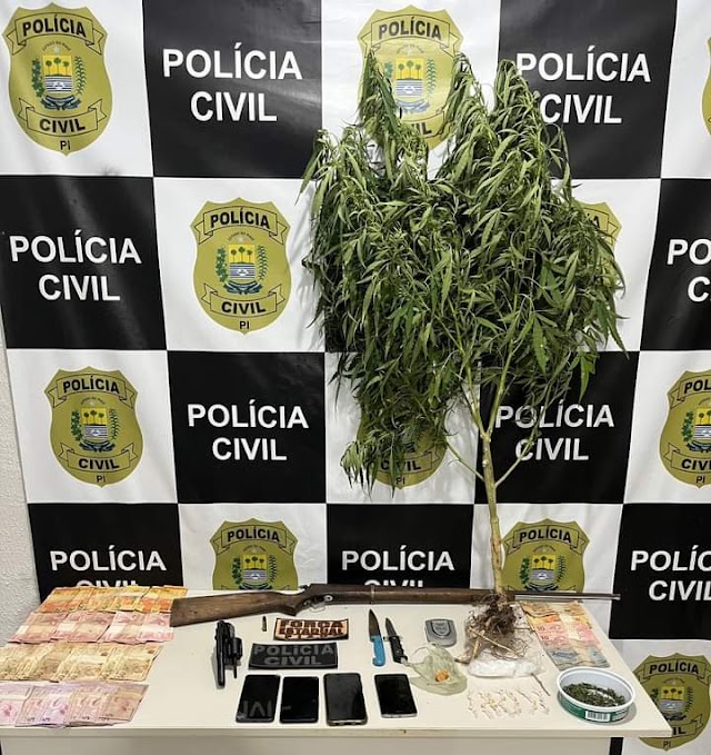 Polícia Civil encontra plantação de maconha e prende suspeitos em Buriti dos Lopes