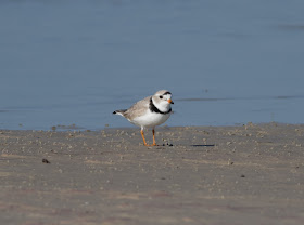 Piping Plover - Bunche Beach, Florida