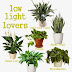 Low light loving houseplants #Plants