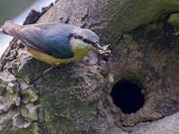 Nuthatch nest building - Chatsworth