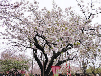 大阪造幣局 桜の通り抜け