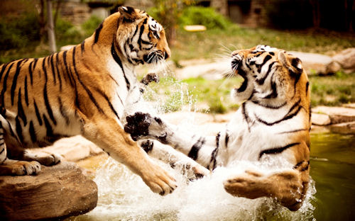 Tigres jugando en el río - Tigers playing -Tigres jouant dans la rivière