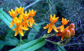 Orange at the Atlanta Botanical Garden