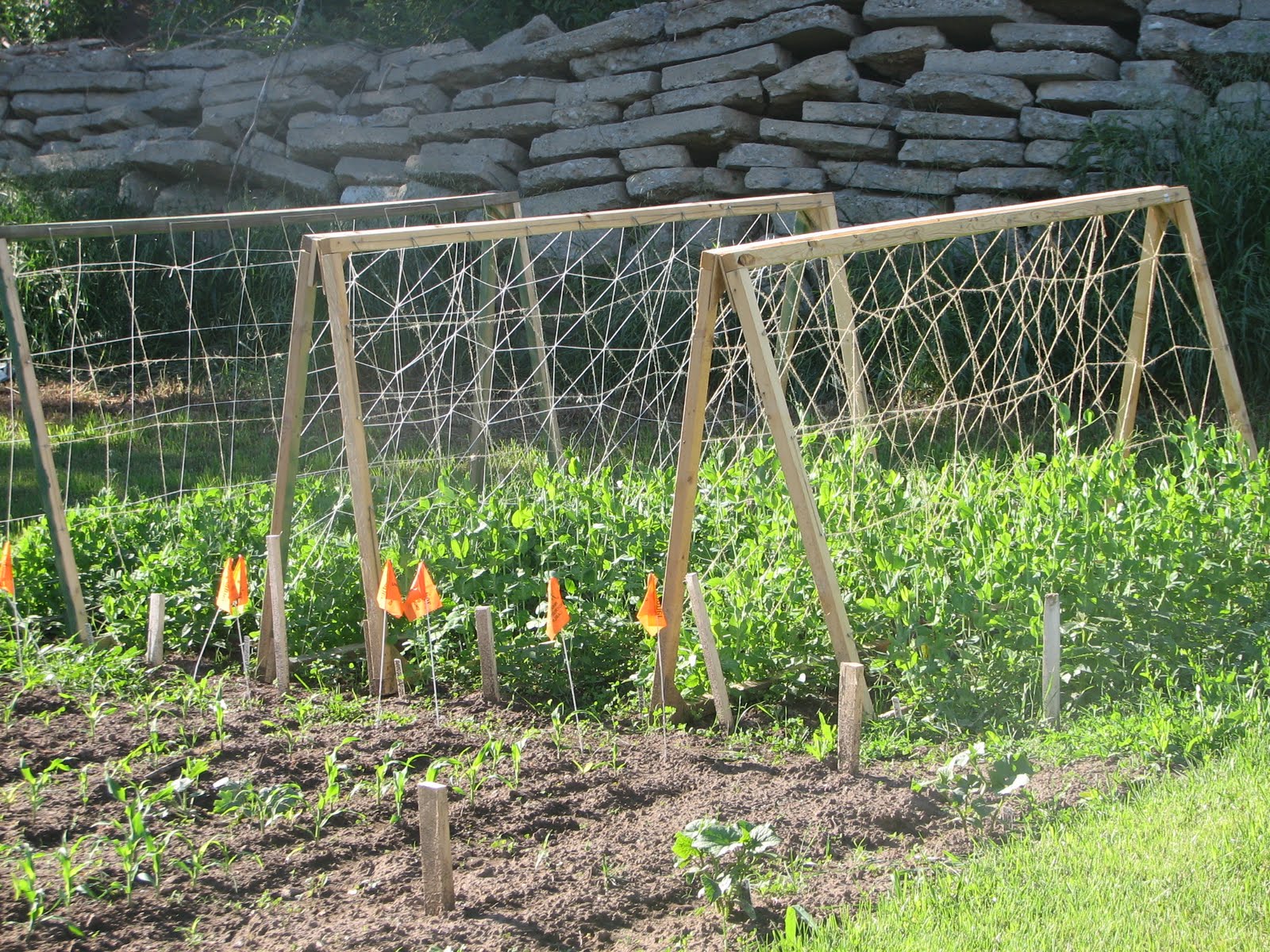 Tomato Trellis