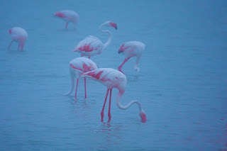 flamencos, salinas de santa pola