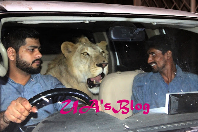 Unbelievable! Meet The Brothers Who Live And Drive Around With A Lion Called Simba (Photos)