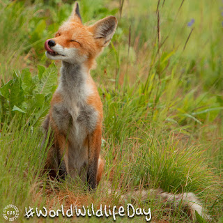 Baby fox sitting in long grass and licking it's lips
