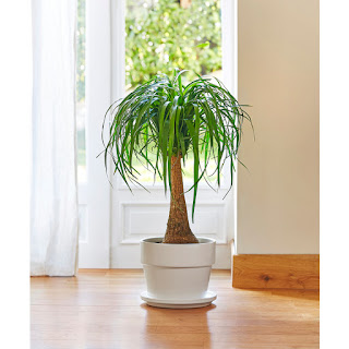 14 Lesser Known House plants which are virtually indestructible