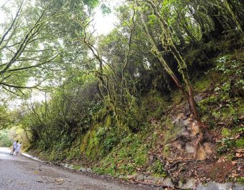 Mystical: A view of the Mossy Forest in Cameron Highlands.