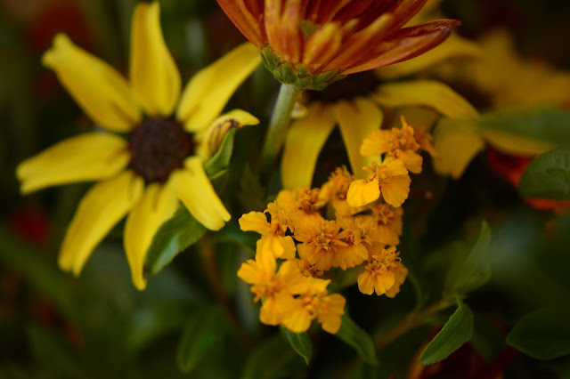 tagetes lucida, monday vase meme, chrysanthemum, lantana, berlandiera, tomato, sunflower, small sunny garden, flower arranging, desert garden, amy myers