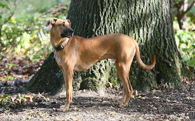 Black mouth cur beagle mix Temperament, Size, Adoption, Lifespan, Price