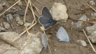 Cupido (Cupido) minimus male DSC164111