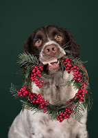 Más de 15 fotos de perros que están listos para Navidad