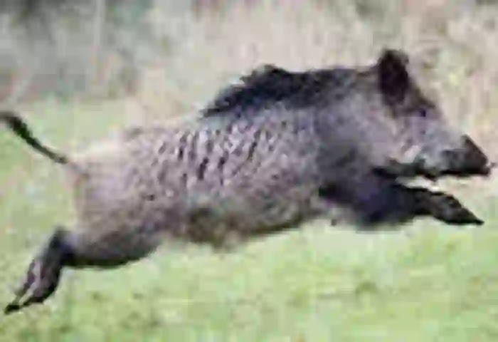 Aralam News, Kerala News, Malayalam News, Wild Boar Attack, Kannur News, Man injured in wild boar attack.