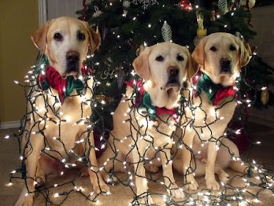 GDB dogs sport colorful red and green collars and white twinkle lights