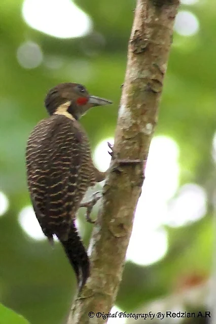 Woodpecker