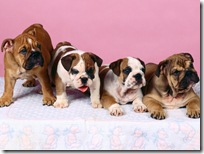 Dogs-wallpapers (164)