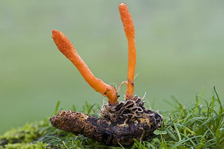 Hongo Cordyceps