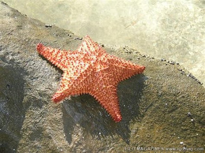 [Image: star-fish.jpg]