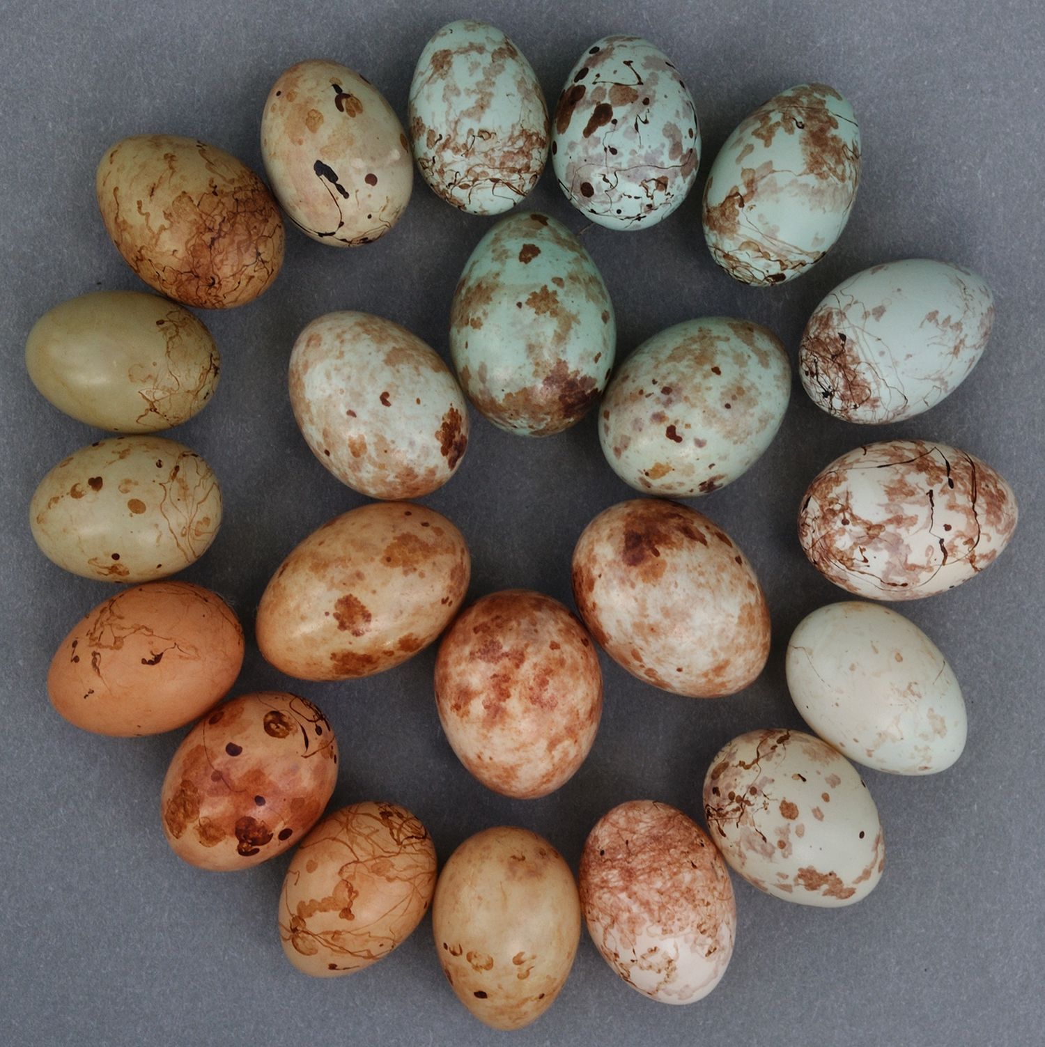 Какого цвета яйца птиц. Кукушковый Ткач яйца. Яйца ожереловых. Птичьи яйца. Пятнистые птичьи яйца.