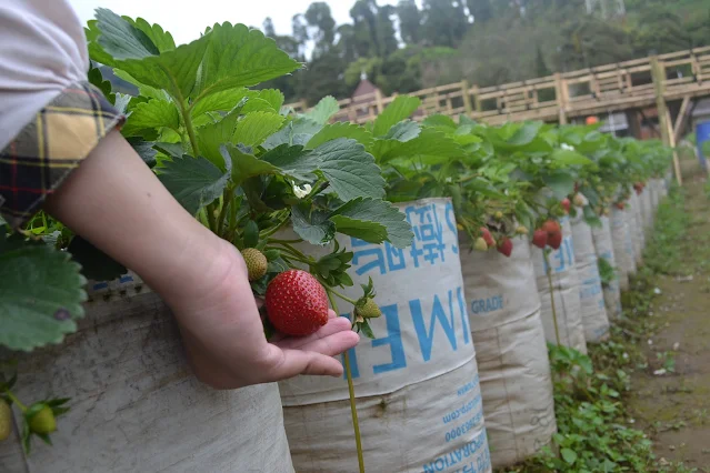 Ci Walini Ciwidey, Sewa Villa - Tiket Adventure - Strawberry petik sendiri dan spot foto