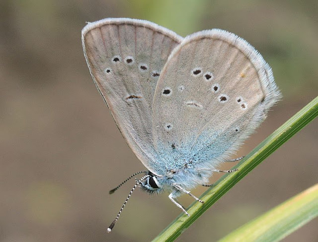 Polyommatus semiargus, Rotklee-Bläuling