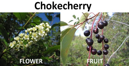 chokecherry compare