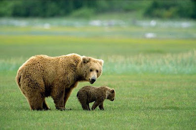 A cute Grizzly bear cub is on a way with his mother