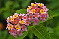 Lantana camara