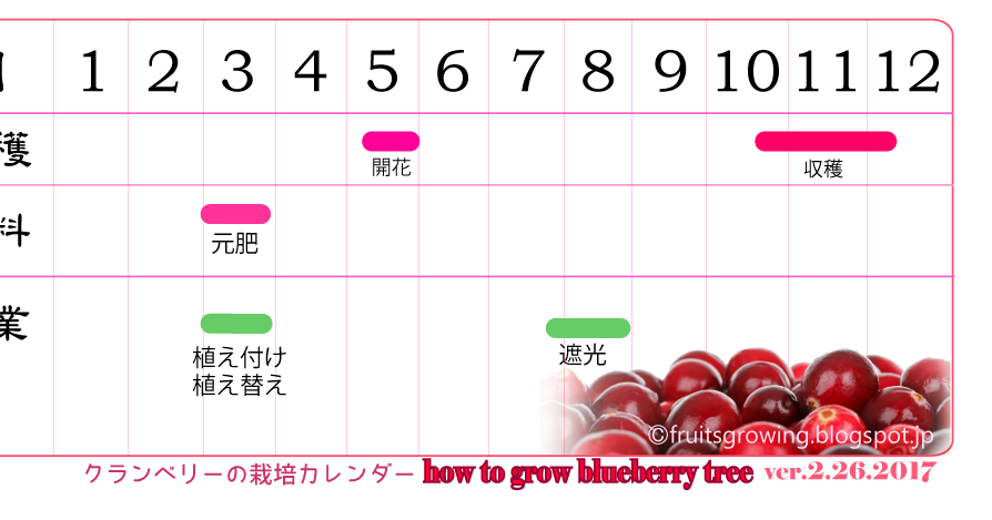 絶対枯れない 鉢植えクランベリーの育て方 おいしい鉢植え果樹の栽培育て方 自宅を果樹園に