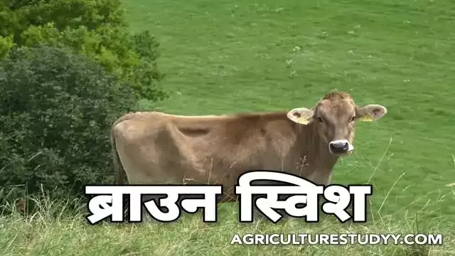 ब्राउनस्विश नस्ल की गाय की पूरी जानकारी